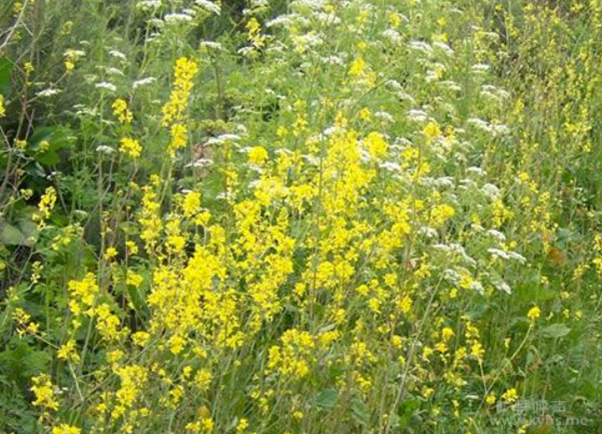 宣教士关顾的重要