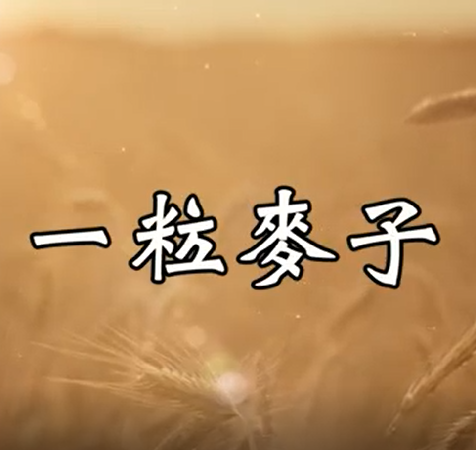 一粒麥子-小羊詩歌